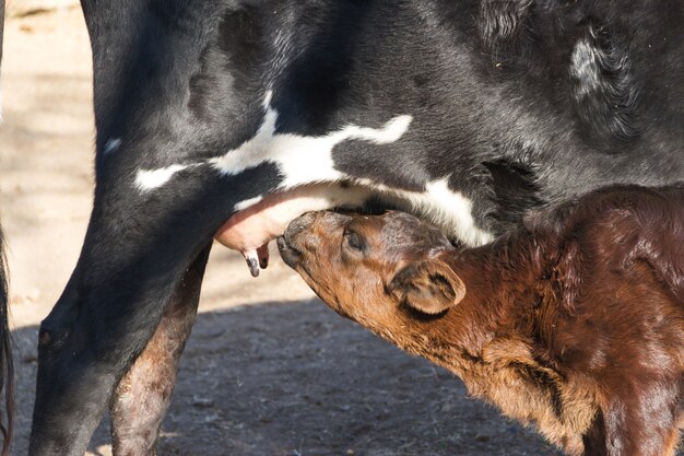 Ternero enviado leche de la vaca en el campo.