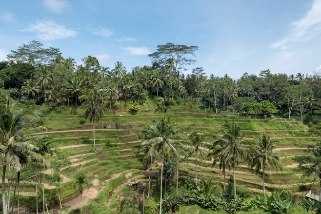 Foto gratuita terraza de arroz en bali