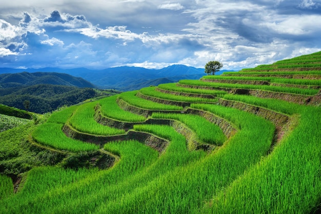 Terraza de arroz en Ban pa bong piang en Chiang mai, Tailandia.