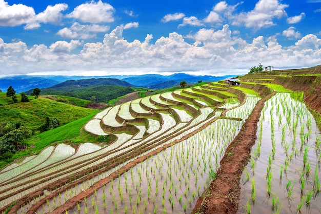 Terraza del campo de arroz de Ban pa bong piang en Chiangmai, Tailandia.