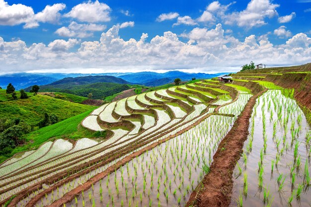 Terraza del campo de arroz de Ban pa bong piang en Chiangmai, Tailandia.