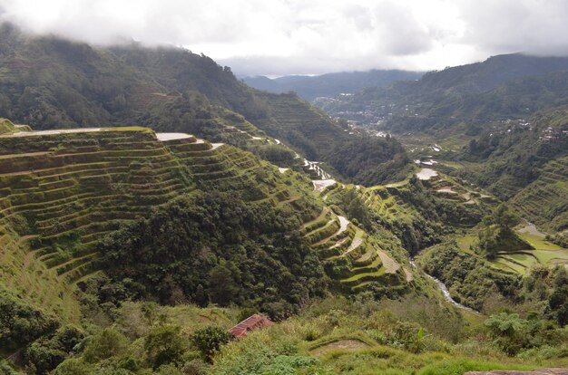 Terrazas de arroz