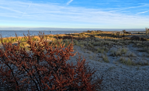 Terreno con muchos arbustos cerca del mar bajo un cielo nublado.