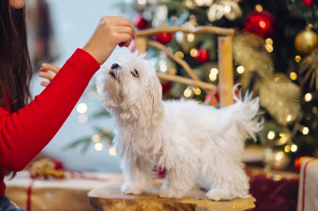 Terrier blanco pequeño en tronco con árbol de Navidad.