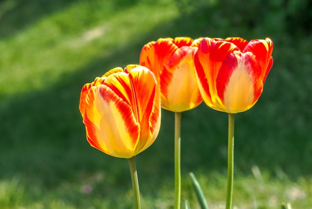 Terry amarillo con tulipán rojo closeup