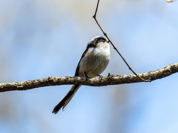 Foto gratuita teta de cola larga posado en la rama de un árbol