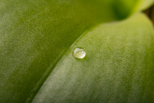 Textura de agua de primer plano en la hoja