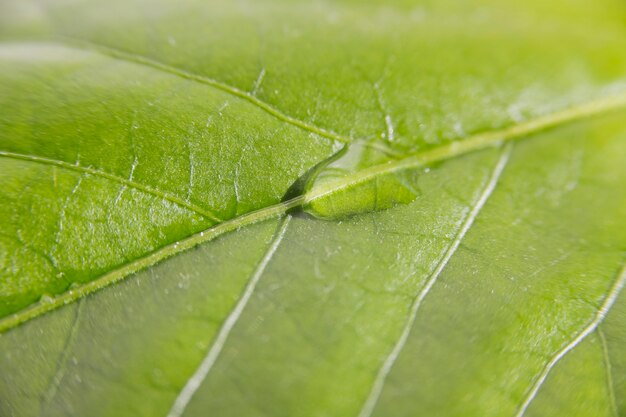 Textura de agua de primer plano en la hoja