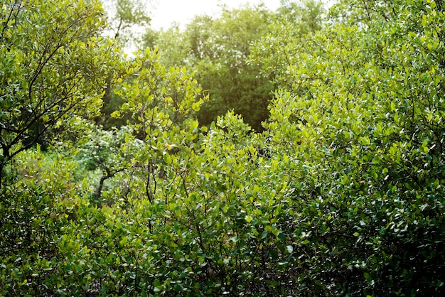 Textura de arbusto de planta verde