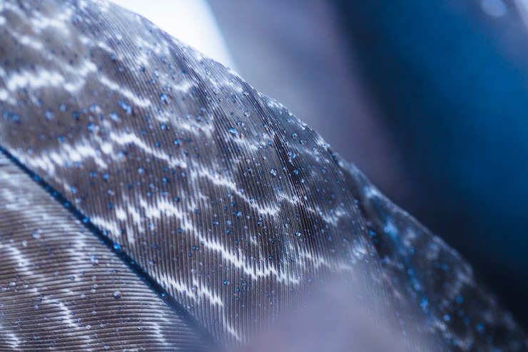 Foto gratuito la textura borrosa y brillante en la pluma suave de plata
