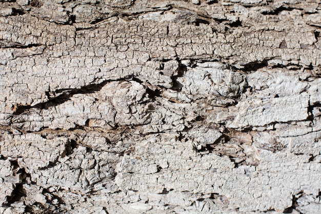 Textura cálida de madera