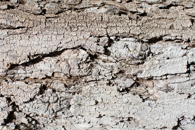 Textura cálida de madera