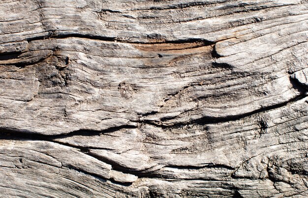 Textura cálida de madera