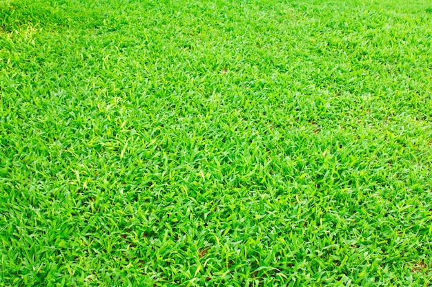 Textura de campo de césped