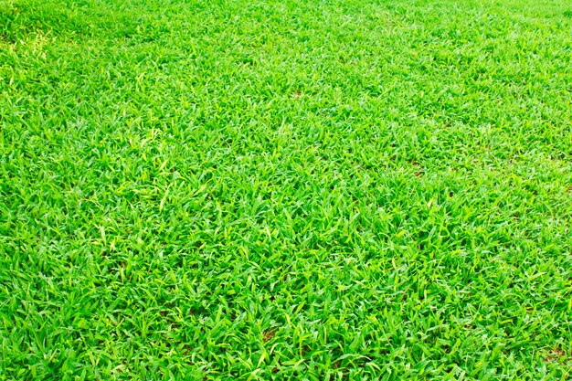 Textura de campo de césped