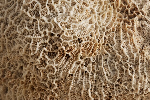 Textura de coral natural de primer plano beige
