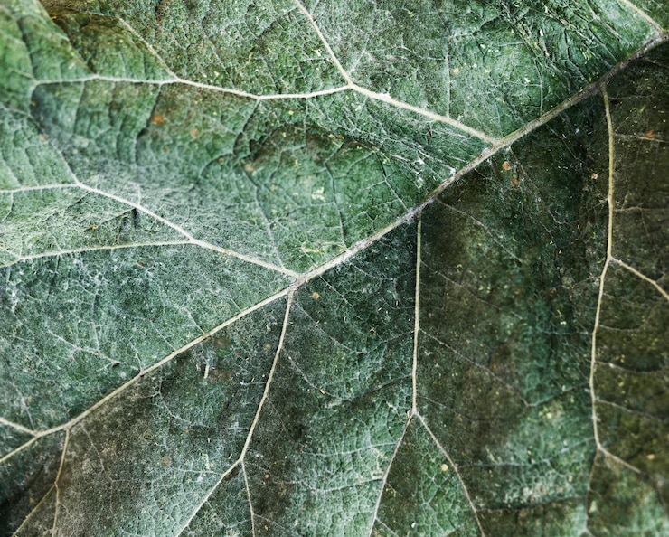 Foto gratuito textura extrema de la hoja verde del primer