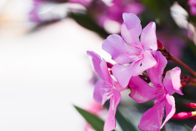 Textura de flores de cerca