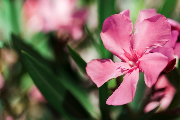 Textura de flores de cerca