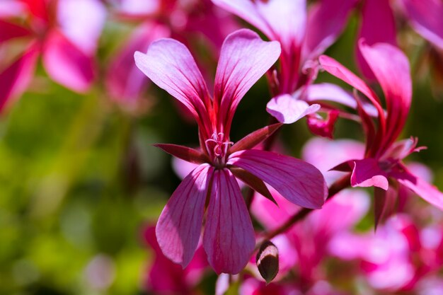 Textura de flores de cerca