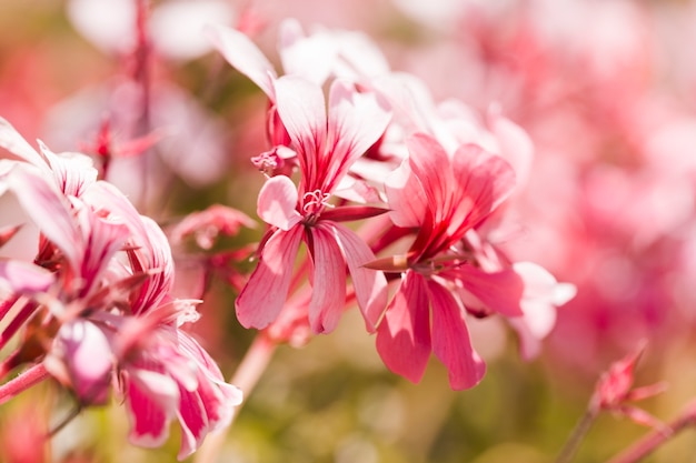 Textura de flores de cerca