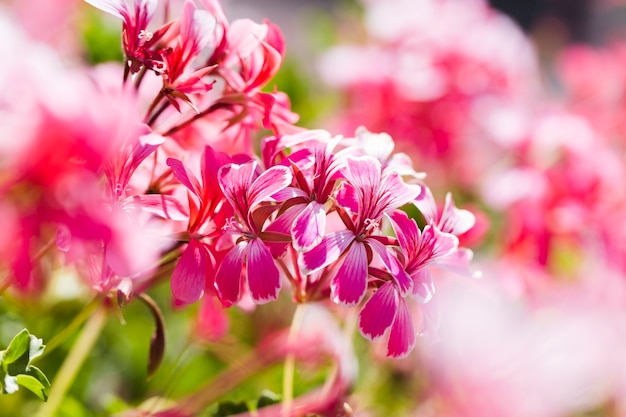 Textura de flores de cerca