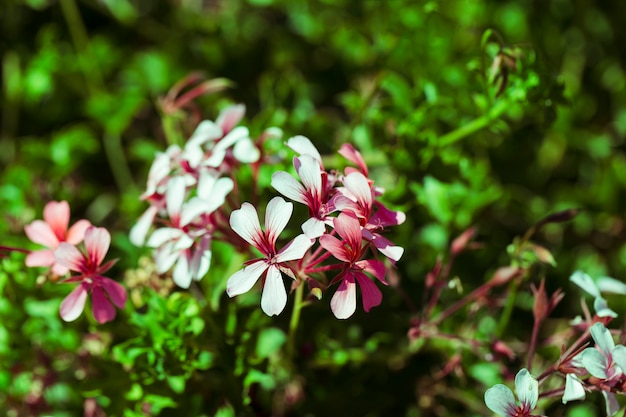 Textura de flores de cerca