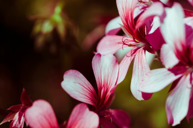 Textura de flores de cerca