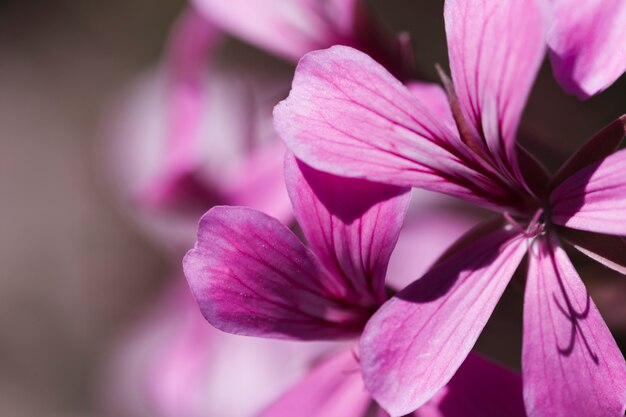 Textura de flores de cerca