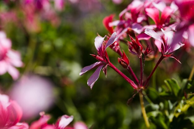 Textura de flores de cerca