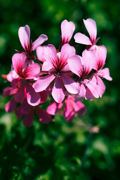 Textura de flores de cerca