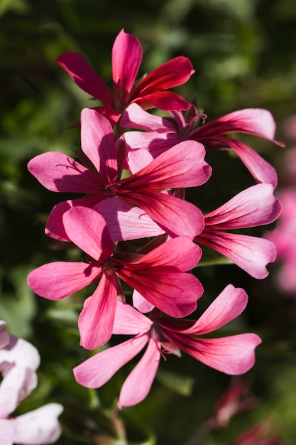 Textura de flores de cerca