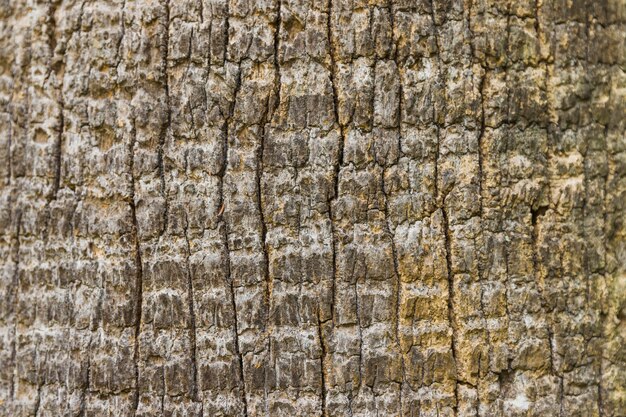 Textura de fondo de corteza de árbol