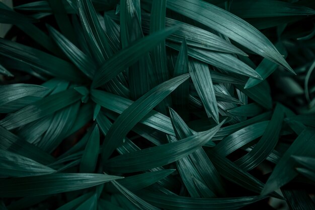 Textura de fondo de hojas naturales en verde oscuro.