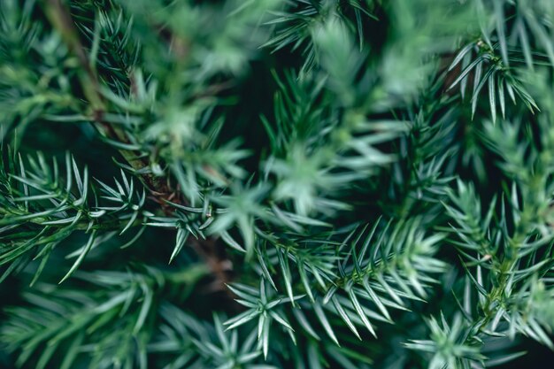 Foto gratuita textura de fondo natural de una rama de árbol conífero