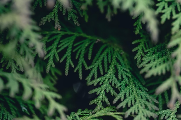 Foto gratuita textura de fondo natural de una rama de árbol conífero