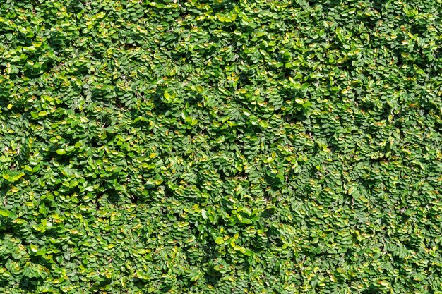 Textura de fondo de pared de árbol de planta verde