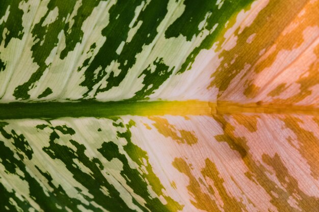 Textura de la hoja moribunda