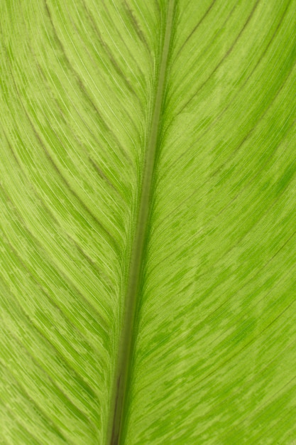 Textura de hoja de planta verde