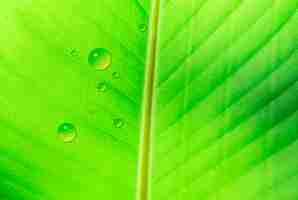 Foto gratuita textura de hoja de plátano con gota de agua.