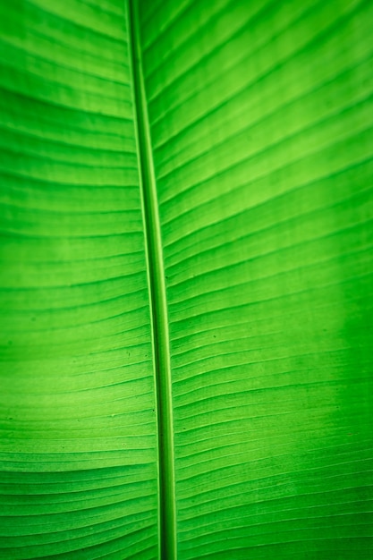 Textura de hoja verde de fondo natural