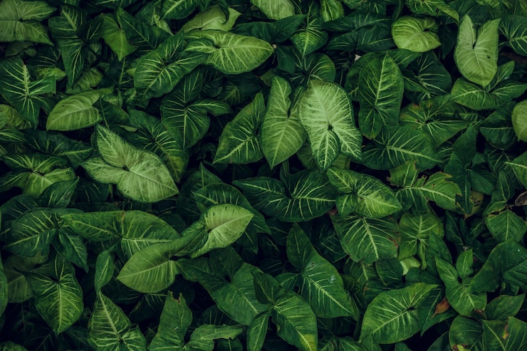 Foto gratuito textura de la hoja verde fondo de la textura de la hoja