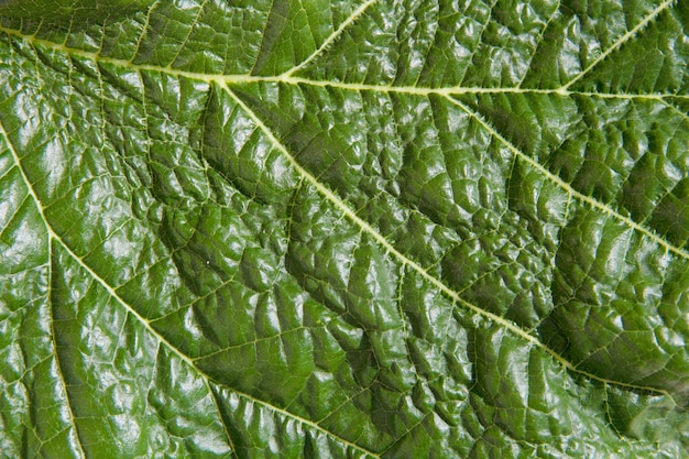 Foto gratuita textura de la hoja verde