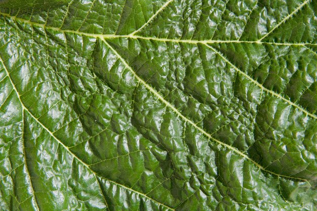 textura de la hoja verde