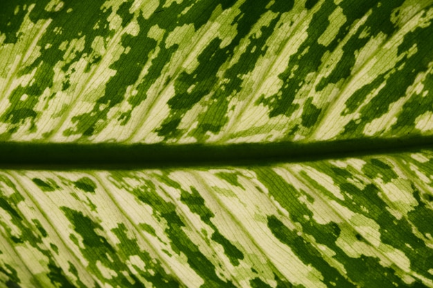 Textura de la hoja verde