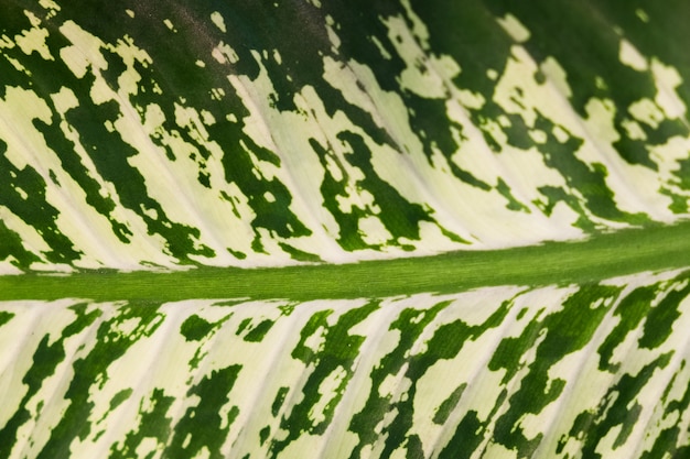 Textura de la hoja verde