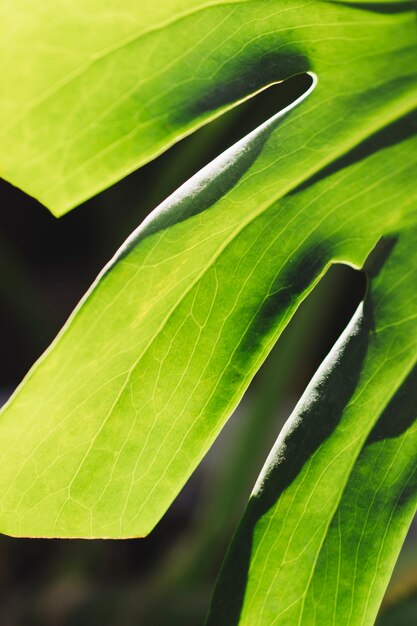 Textura de hoja verde