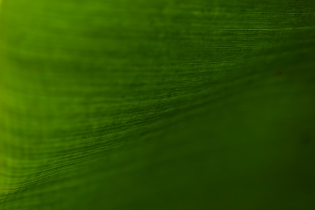 Textura de hoja verde