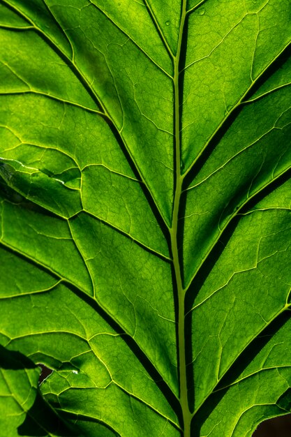 Textura de hoja verde