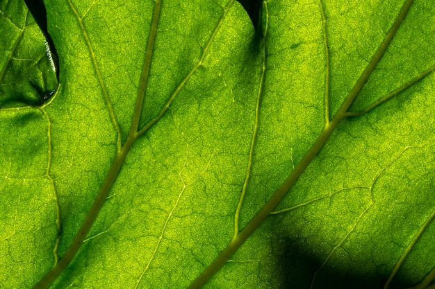 Textura de hoja verde